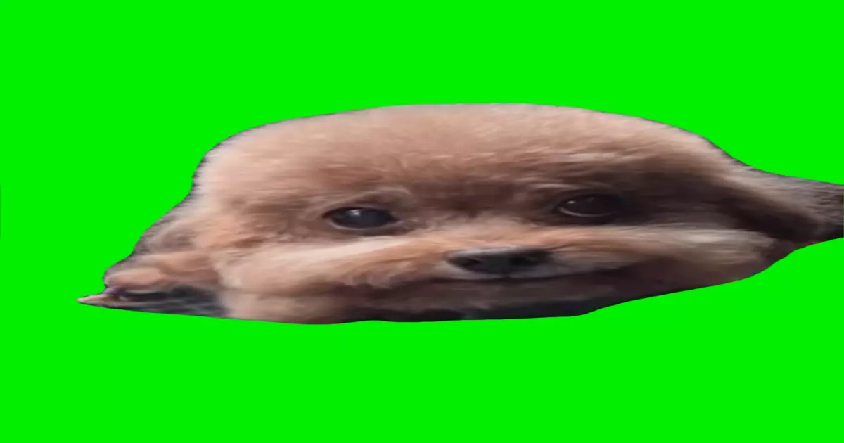 Chinese Dog Rapping Green Screen Meme Download Video