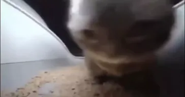 Chipi Chipi Chapa Chapa Video Meme Download | Video & Audio Meme Video