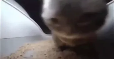 Chapari Boys Meme Download | Video & Audio Meme Video