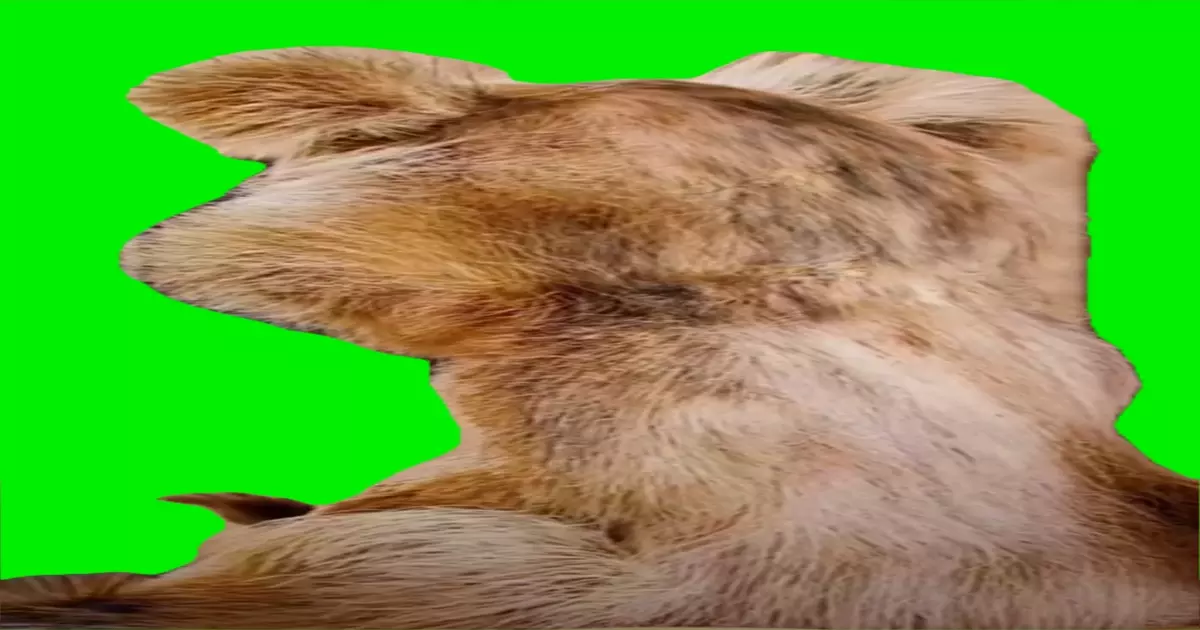 Chipmunk Looking Back Green Screen Meme Download Video