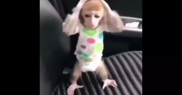 Hum Gareeb Hain Gaddar Nahi Binod Funny Meme Download Video