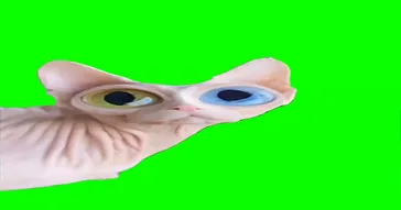 Eyes Looking Cat Meme Download | Video & Audio Meme Video