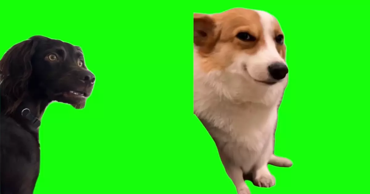 Confused And Smiling Dogs Meme Download Video