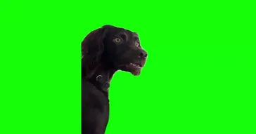 Im Listening Black Dog Meme Download | Video & Audio Meme Video