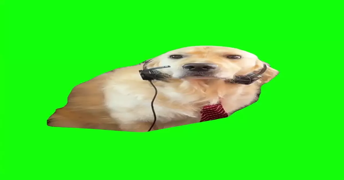 Confused Dog At Work Green Screen Meme Download Video
