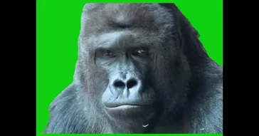 Bro Confused Green Screen Meme Download | Video & Audio Meme Video