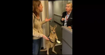 Confused Monkey Meme Download | Video & Audio Meme Video