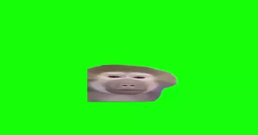 Monkey Calling Meme Download | Video & Audio Meme Video