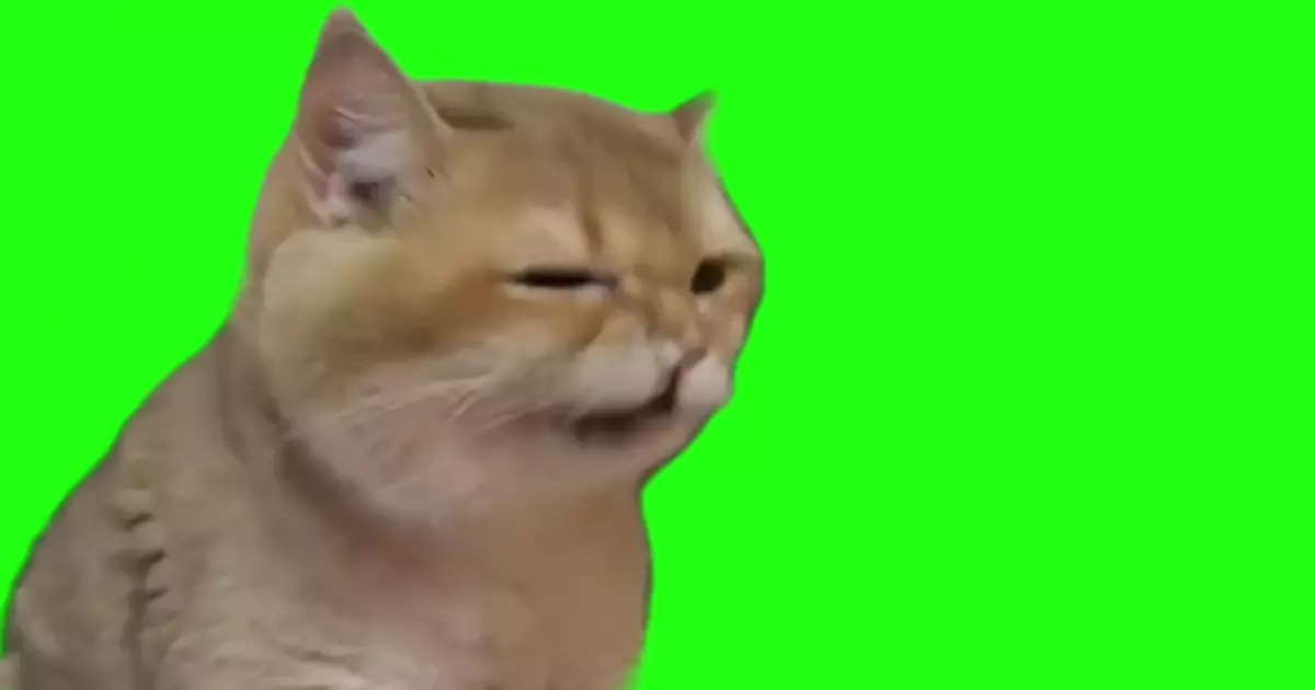 Continues Sneezing Cat Meme Download Video