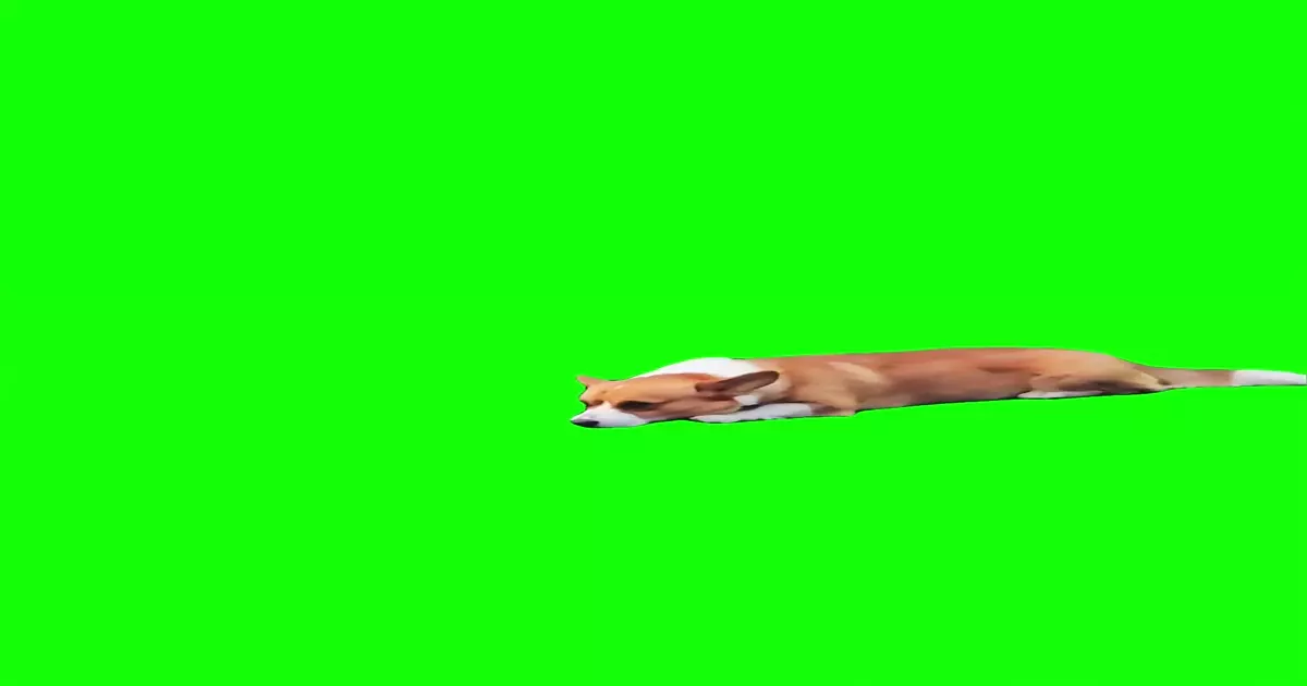 Corgie Smiles Meme Download Video