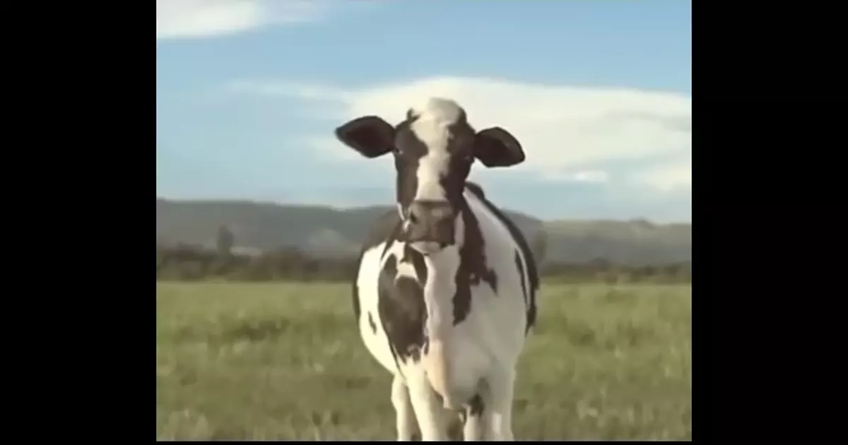Cow Dance Vibing Meme Download Video