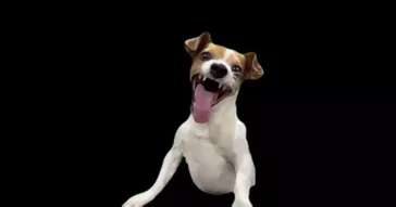 Laughing Dog Meme Download | Video & Audio Meme Video