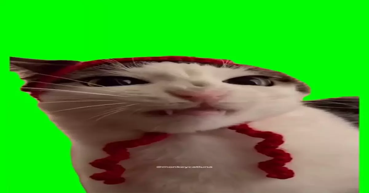 Crunchy Cat Meme Download Video