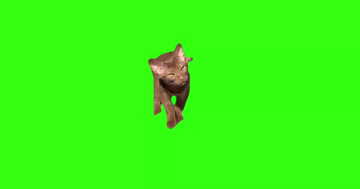 Crurious Brown Cat Meme Download Video