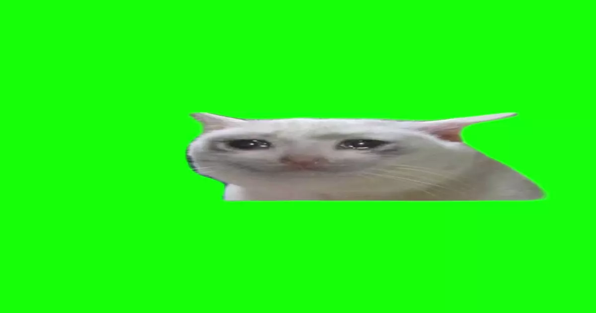 Crying Cat Meme Download Video