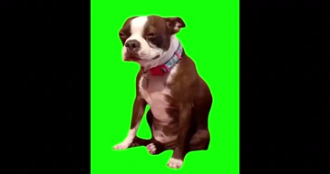 Crying Sad Pitbull Dog Green Screen