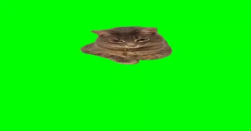 Huh Cat Green Screen Meme Download | Video & Audio Meme Video