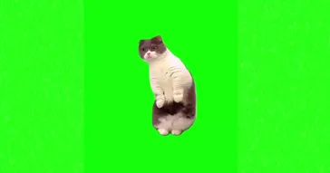 Happy Cat Meme Download | Video & Audio Meme Video