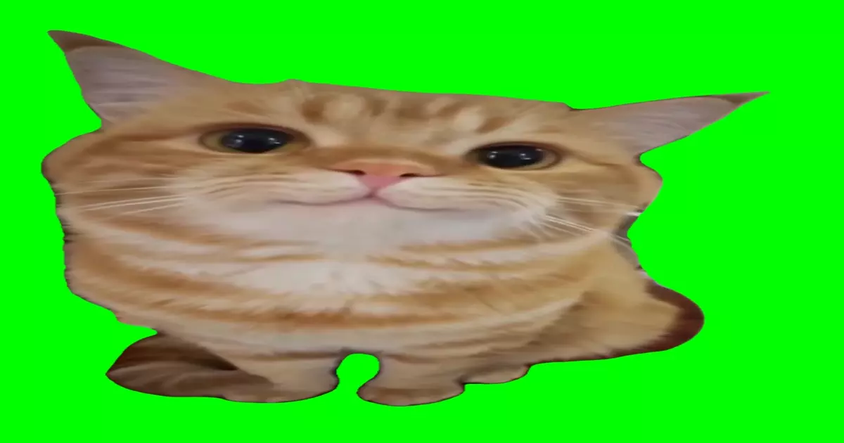 Cute Cat Stare Green Screen Meme Download Video