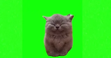 Smiling Grey Cat Meme Download | Video & Audio Meme Video