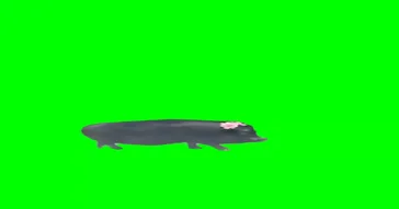 Cute Puppy Big Nose Green Screen Template Meme Download Video