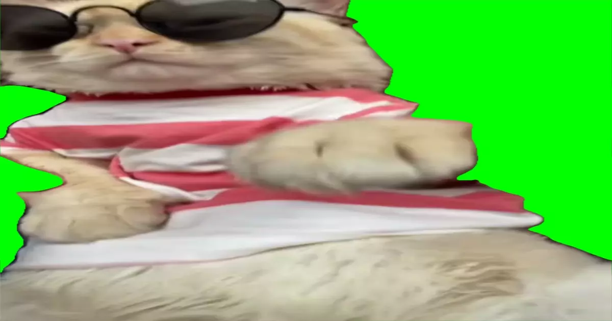 Dancing Cat To Dance You Dance Green Screen Meme Download Video
