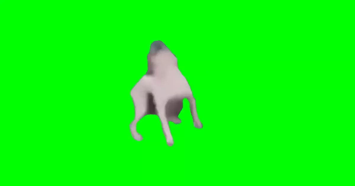 Dancing Dog Brazilian Green Screen Meme Download Video