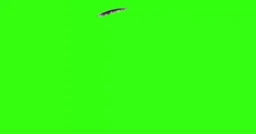 Dancing Rats Meme Download | Video & Audio Meme Video