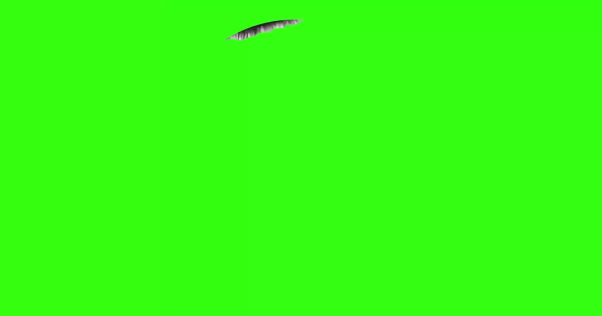 Dancing Raccoon Meme Download Video