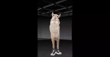 Dancing Hamster Meme Download | Video & Audio Meme Video