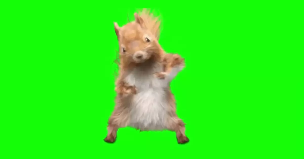 Dancing Squirrel Tik Tok Green Screen Meme Download Video