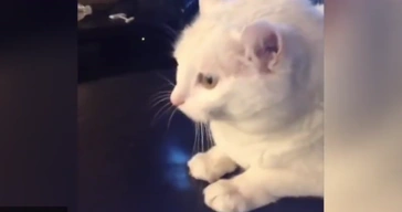 Dancing White Cat