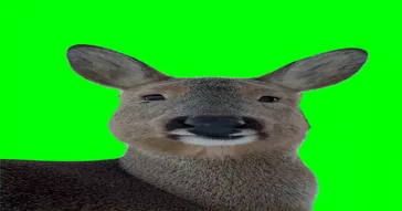 Big Deer Ran Away Meme Download | Video & Audio Meme Video