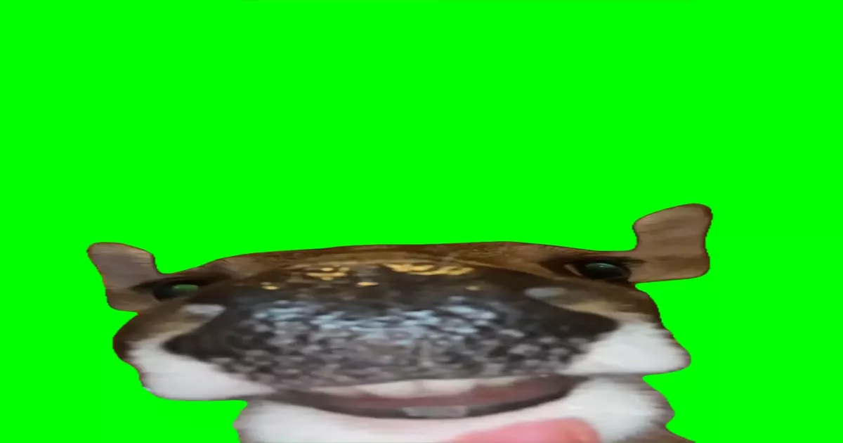 Deer Singing O Reilly Green Screen Meme Download Video