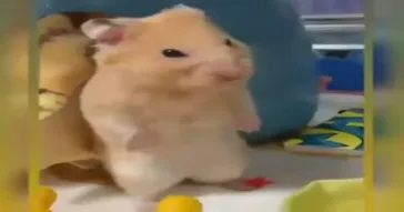 Depressed Knight Meme Download | Video & Audio Meme Video