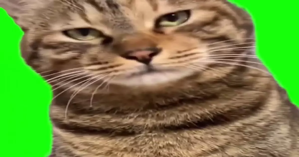 Disappointed Cat Green Screen Meme Download Video
