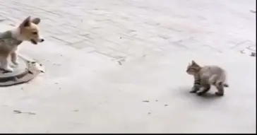 Dog And Cat Ragebaiting Meme Video