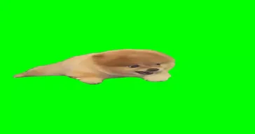Dog Echo Sounds Green Screen Template Meme Download Video