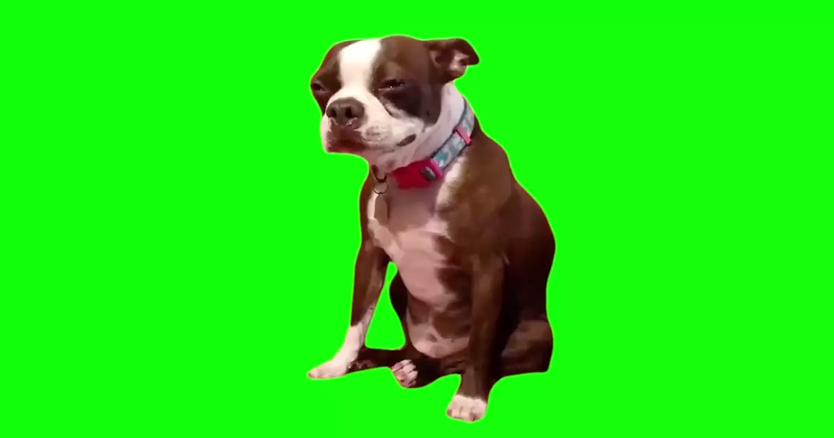 Dog Crying Meme Download Video