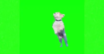 Dog Dancing To Gentlemen Green Screen Meme Download Video