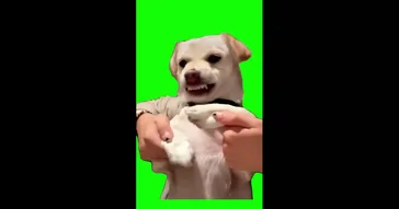 Dog Dancing Green Screen Meme Download | Video & Audio Meme Video