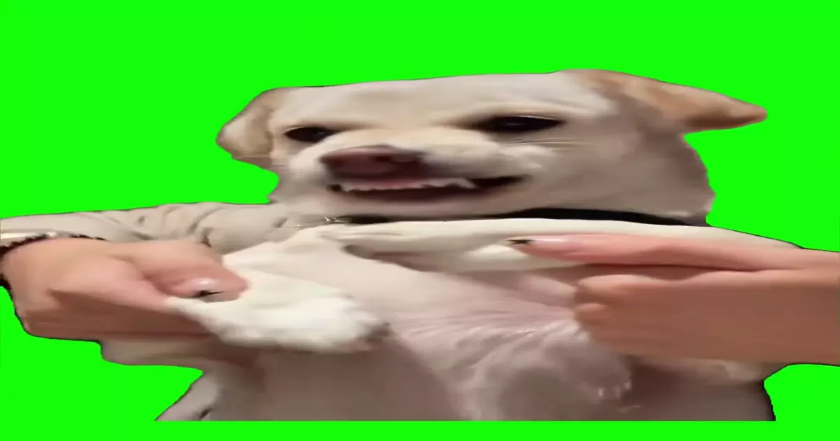 Dog Dancing To Gentlemen Green Screen Meme Download Video