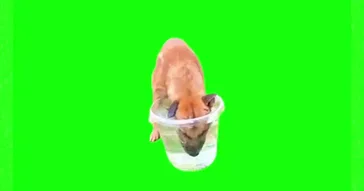 Monkey Drinking Out Of A Straw Meme Download | Video & Audio Meme Video
