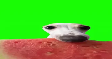 Cat Eating Corn Green Screen Meme Download | Video & Audio Meme Video