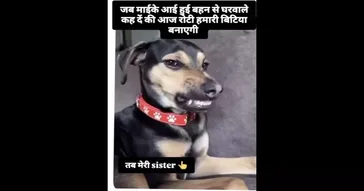 Falling Asleep Dog Falls Over Funny Meme Download | Video & Audio Meme Video