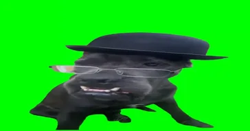Dog In A Hat Wearing Glasses Green Screen Meme Video