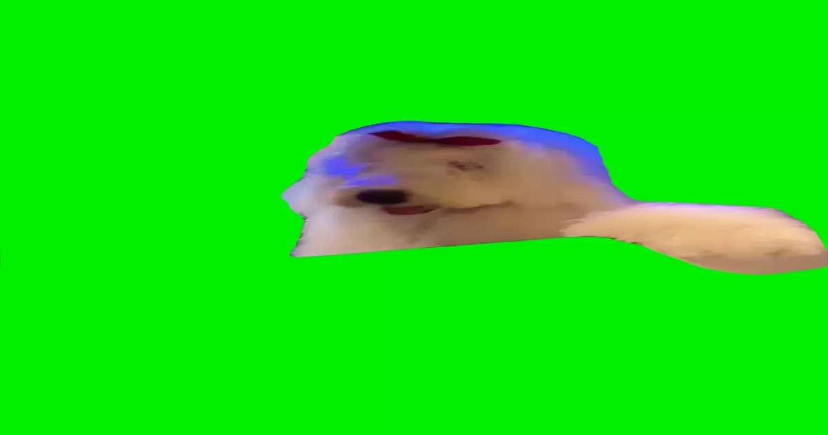 Dog Jamming Meme Download Video