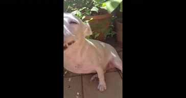 Dog Laughing Hihihihi