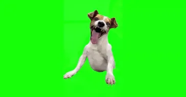 Man Laughing Meme Download | Video & Audio Meme Video