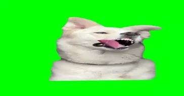 Dog Chewing On Green Screen Meme Download | Video & Audio Meme Video